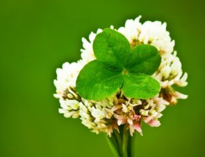 幸せの四つ葉のクローバー